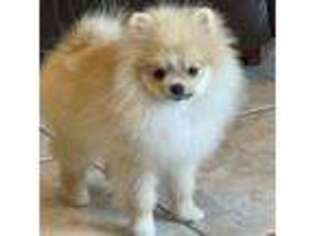 Pomeranian Puppy for sale in Hemingway, SC, USA