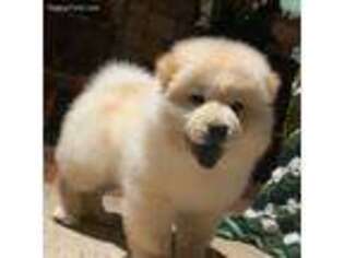 Chow Chow Puppy for sale in Springfield, MO, USA