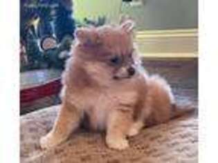 Pomeranian Puppy for sale in Centreville, MD, USA