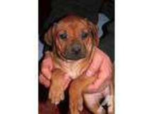 Rhodesian Ridgeback Puppy for sale in ELK CITY, KS, USA