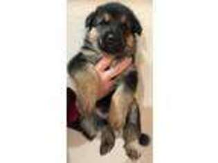 German Shepherd Dog Puppy for sale in Rogue River, OR, USA