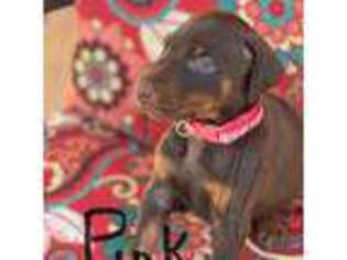 Doberman Pinscher Puppy for sale in Atmore, AL, USA