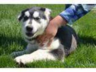 Alaskan Malamute Puppy for sale in Fort Wayne, IN, USA