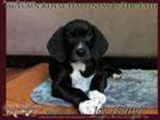 Great Dane Puppy for sale in Springwater, NY, USA