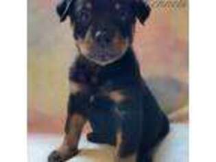 Rottweiler Puppy for sale in Riverview, FL, USA