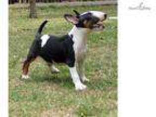 Bull Terrier Puppy for sale in Edinburg, TX, USA
