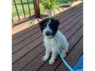 Border Collie Puppy for sale in Olathe, CO, USA