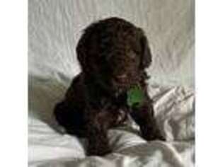 Australian Labradoodle Puppy for sale in New Bern, NC, USA