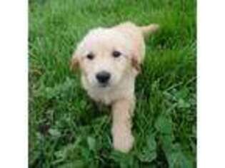 Golden Retriever Puppy for sale in Peyton, CO, USA