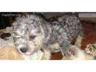 Dandie Dinmont Terrier Puppy for sale in Marion, IA, USA