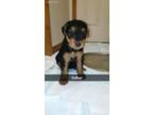 Airedale Terrier Puppy for sale in Lagrange, IN, USA