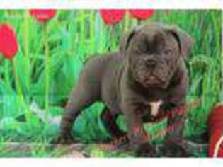 Olde English Bulldogge Puppy for sale in Hickory, NC, USA