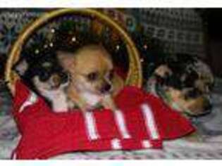 Chihuahua Puppy for sale in Dundee, OH, USA