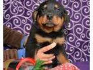 Rottweiler Puppy for sale in Kendallville, IN, USA