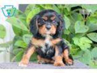 Cavalier King Charles Spaniel Puppy for sale in Lancaster, PA, USA