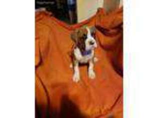 Boxer Puppy for sale in Logan, OH, USA