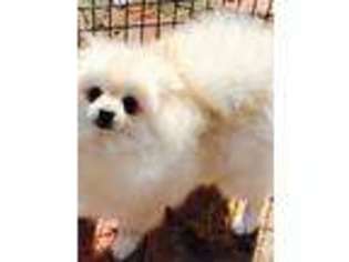 Pomeranian Puppy for sale in Mason, TN, USA