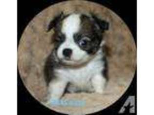 Chihuahua Puppy for sale in HUBBARD, TX, USA