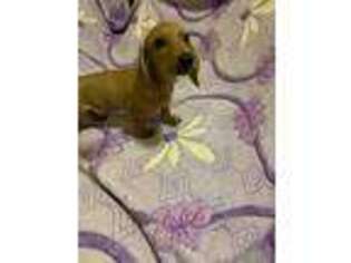 Dachshund Puppy for sale in Brooklyn, NY, USA