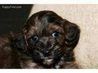 Poovanese Puppy for sale in Decatur, IN, USA