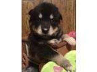 Alaskan Malamute Puppy for sale in Terre Haute, IN, USA