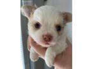 Chihuahua Puppy for sale in Broken Arrow, OK, USA