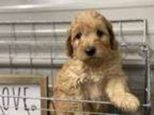 Goldendoodle Puppy for sale in Bluffton, IN, USA