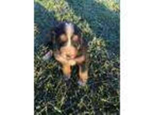Bernese Mountain Dog Puppy for sale in Jersey Shore, PA, USA