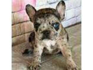 French Bulldog Puppy for sale in Howardsville, VA, USA