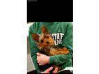 Yorkshire Terrier Puppy for sale in Big Rapids, MI, USA