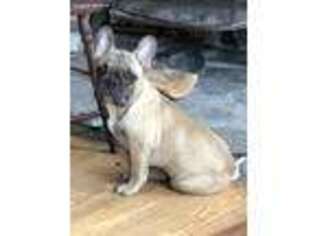 French Bulldog Puppy for sale in Sebago, ME, USA