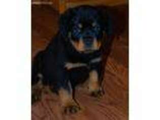 Rottweiler Puppy for sale in Fulton, NY, USA