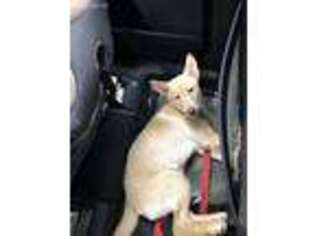 Shiba Inu Puppy for sale in Ballston Spa, NY, USA