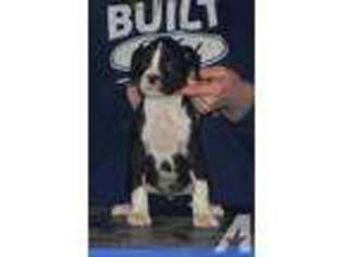 Cane Corso Puppy for sale in CANNON FALLS, MN, USA