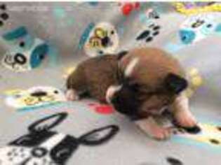 Pembroke Welsh Corgi Puppy for sale in Saguache, CO, USA