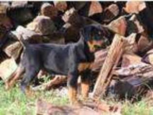 Rottweiler Puppy for sale in Dublin, GA, USA