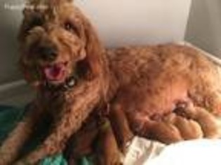 Goldendoodle Puppy for sale in Wilmington, DE, USA