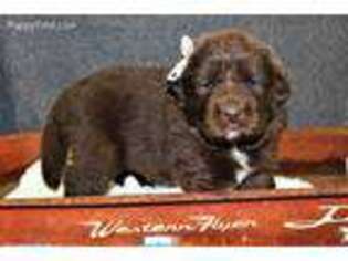 Newfoundland Puppy for sale in El Dorado Springs, MO, USA