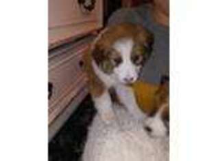 Border Collie Puppy for sale in Perris, CA, USA