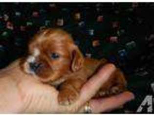 Cavalier King Charles Spaniel Puppy for sale in MORRISON, TN, USA
