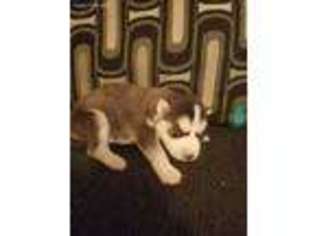 Siberian Husky Puppy for sale in Canton, OH, USA