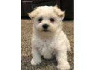 Bichon Frise Puppy for sale in Paxinos, PA, USA