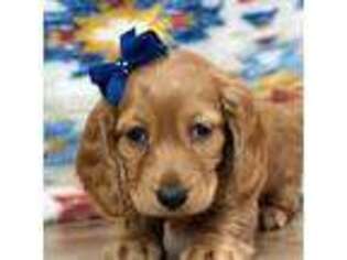 Dachshund Puppy for sale in Memphis, MO, USA