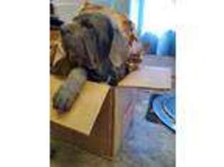 Neapolitan Mastiff Puppy for sale in Temecula, CA, USA