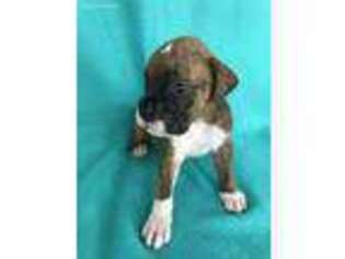 Boxer Puppy for sale in Lake Panasoffkee, FL, USA