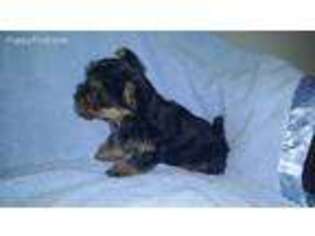 Yorkshire Terrier Puppy for sale in Greencastle, PA, USA