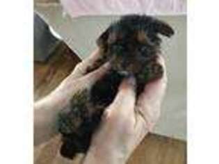 Yorkshire Terrier Puppy for sale in China Grove, NC, USA
