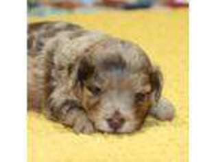 Mutt Puppy for sale in Berryville, AR, USA