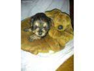 Yorkshire Terrier Puppy for sale in Battle Creek, MI, USA