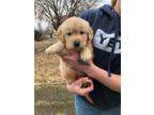 Golden Retriever Puppy for sale in Stroudsburg, PA, USA